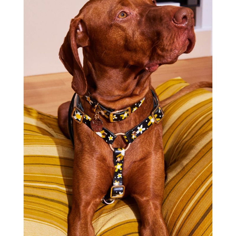 Posie Leather Dog Harness in Sunshine