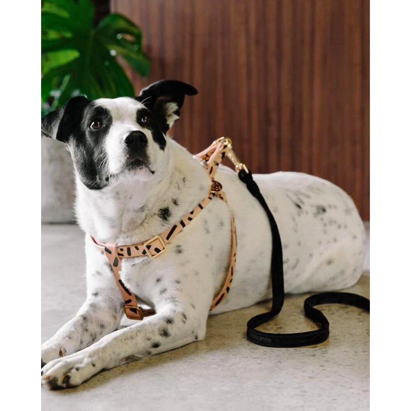 Tiggy Leather Dog Harness|X-Small|Small|Medium|Large