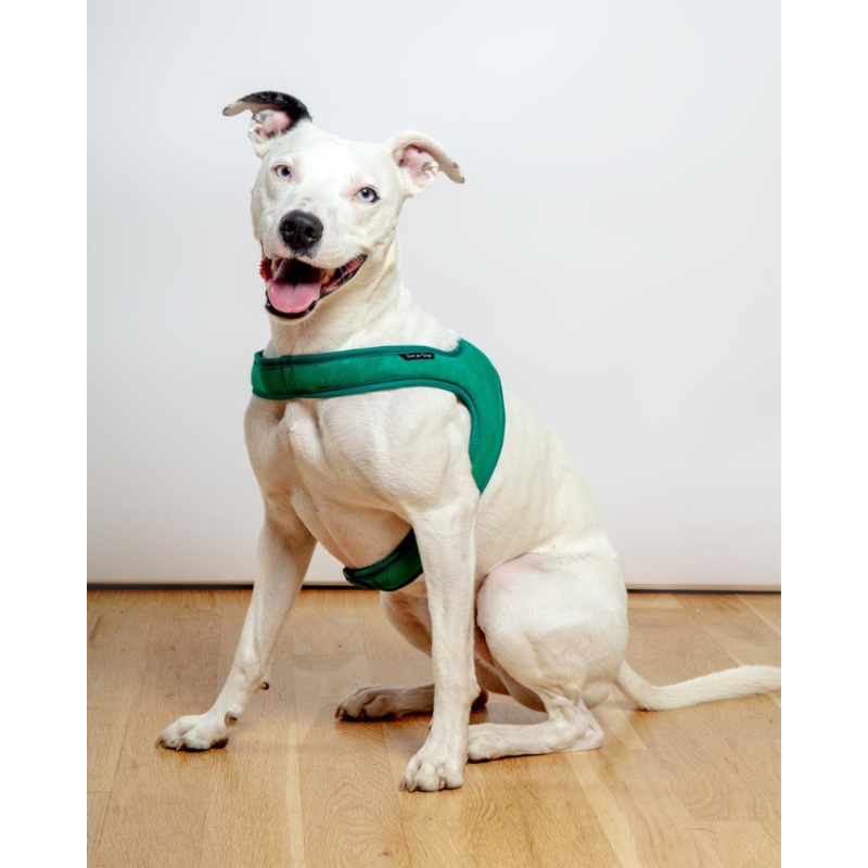 Town Slip-On Dog Harness|Green|Black|Medium|Large|X-Large