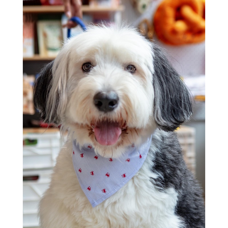 Feeling Crabby Dog Bandana|Small (8-11″)|Medium (10-16″)|Large (15-21″)