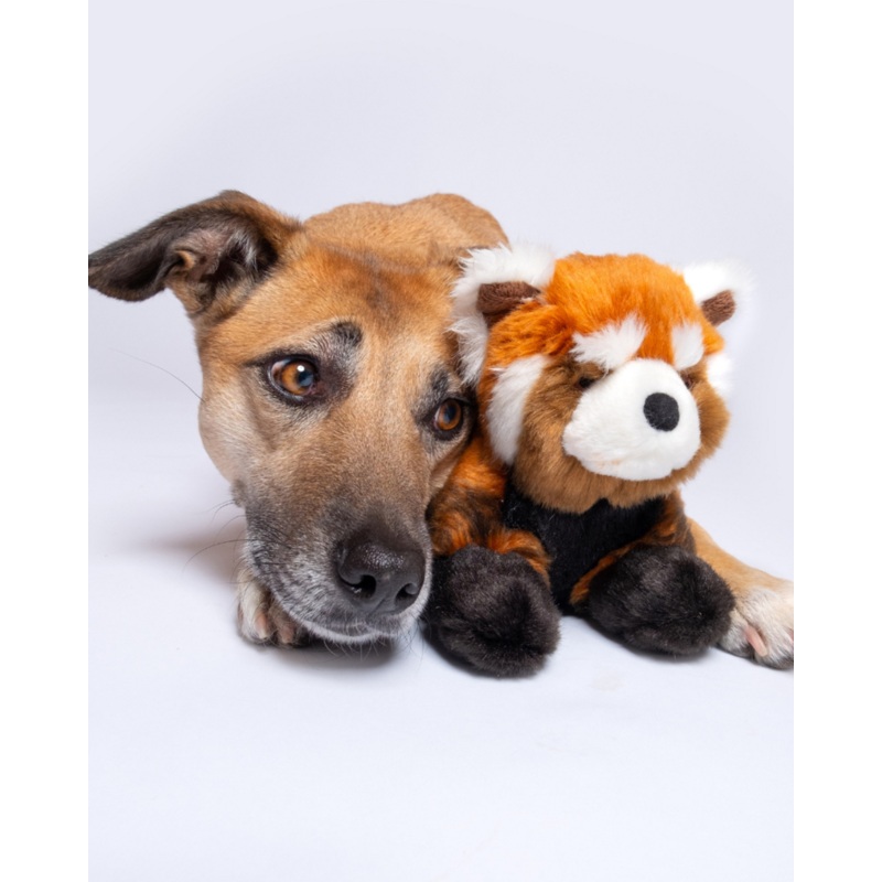 Archie the Red Panda Plush Squeaky Dog Toy