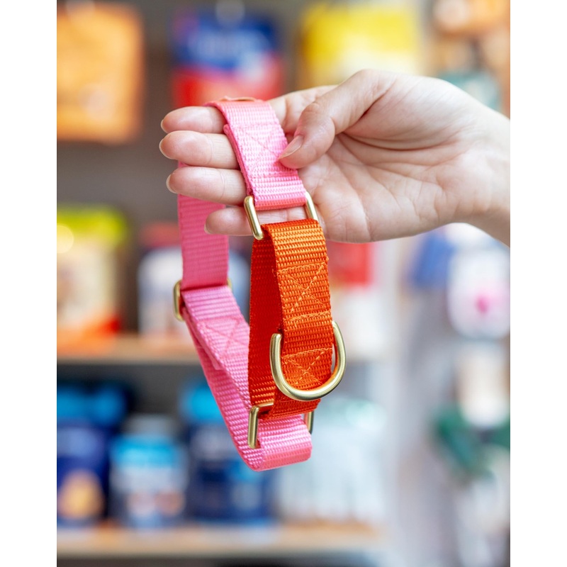 Martingale Dog Collar in Pink + Orange (Made in the USA)