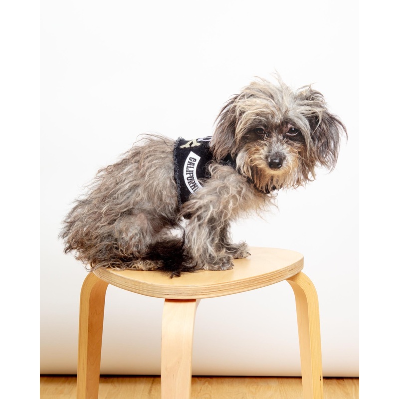 Pups of Anarchy Denim Dog Harness (Made in the USA)