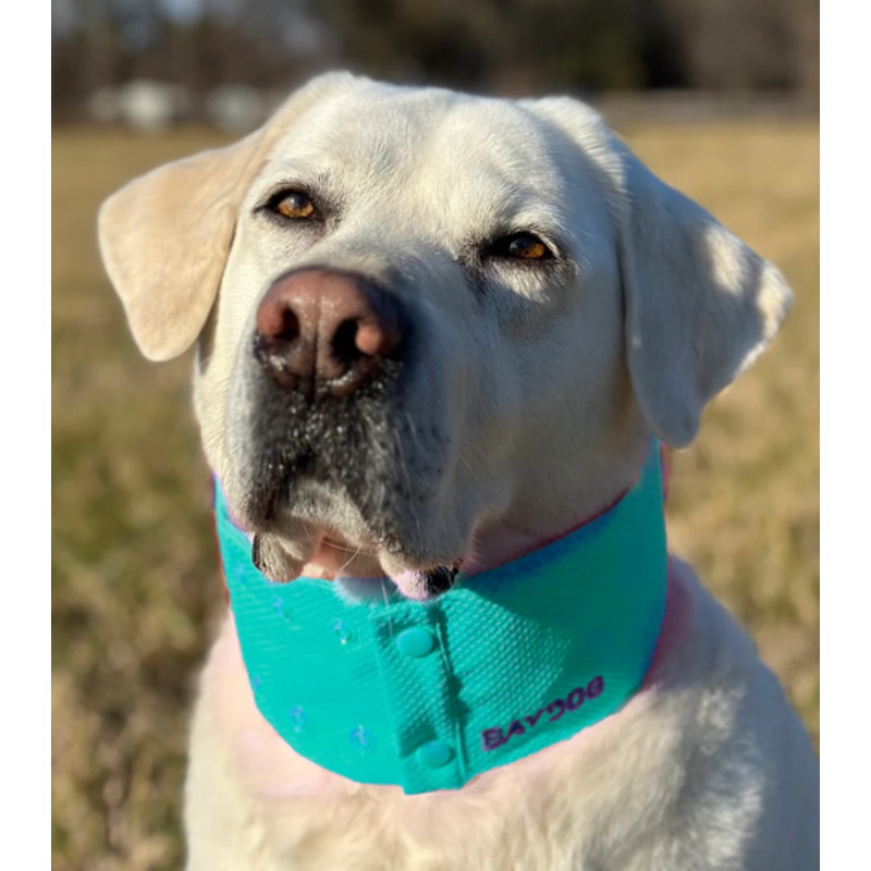BayDog Cooling Collar Artic Bay Sea Foam LG