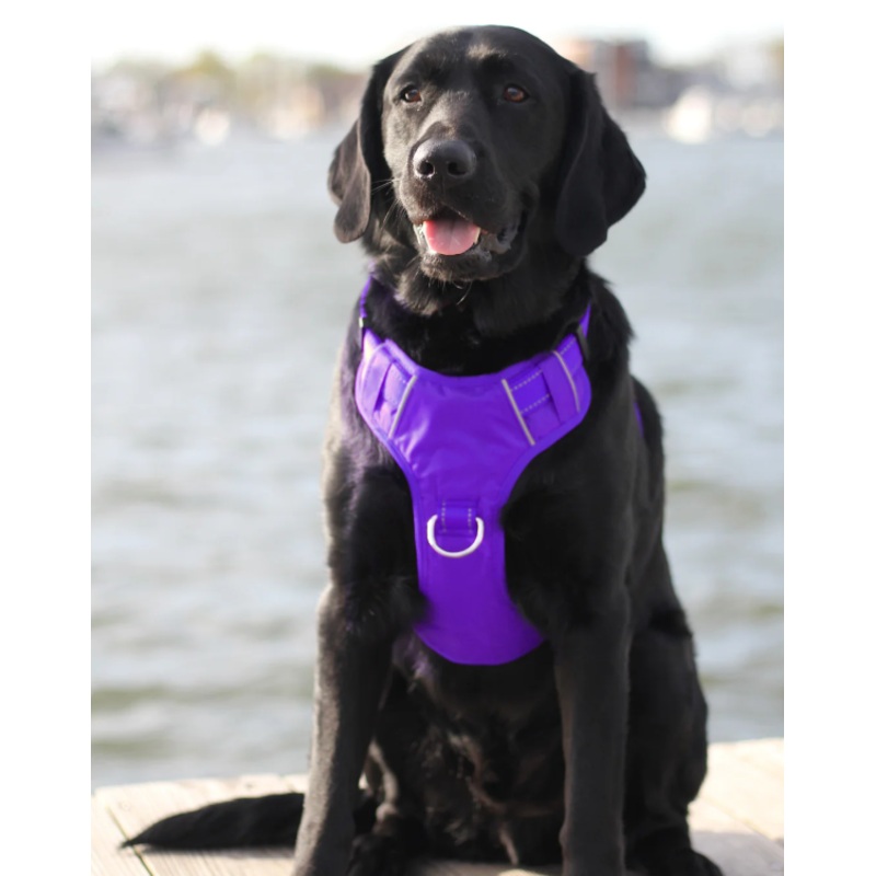 BayDog Harness Chesapeake Purple Rain MD