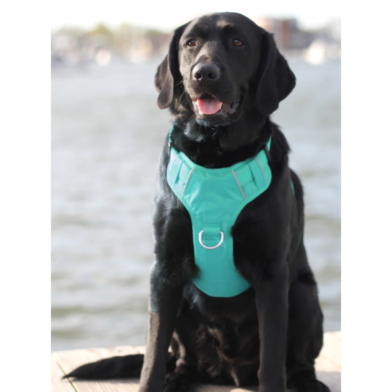 BayDog Harness Chesapeake Sea Foam LG