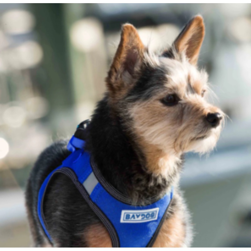 BayDog Harness Liberty Bay Blue MD