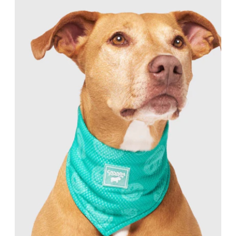 Canada Pooch Cooling Bandana Green Smiley LG