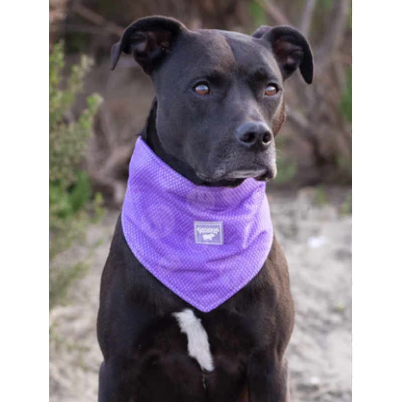 Canada Pooch Cooling Bandana Purple Smiley LG