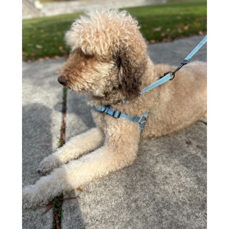 ComPAWdre Omni Harness Sky Blue/Grey XLG