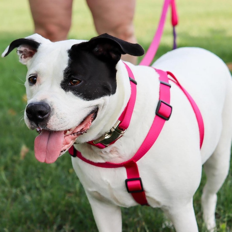 Comfort Wrap – Adjustable Dog Harness, Neon Pink by Coastal