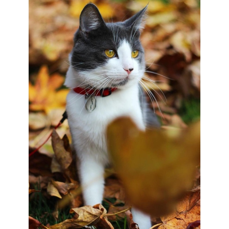Adjustable Breakaway Cat Collar