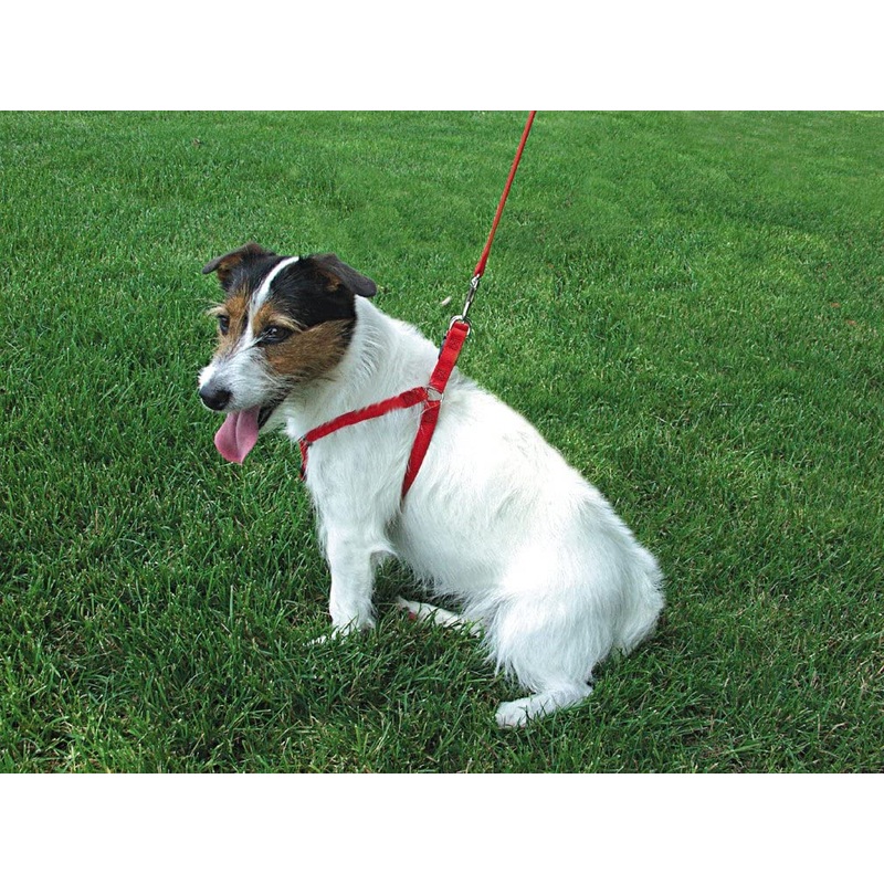 Coastal Comfort Wrap Red Adj Nyl Harness
