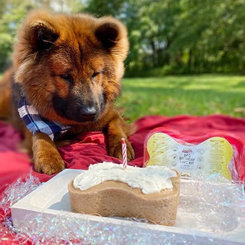 Pumpkin Dog Birthday Cake Kit|Pumpkin