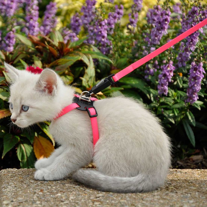 Adjustable Kitten Harness & 6′ Leash Combo