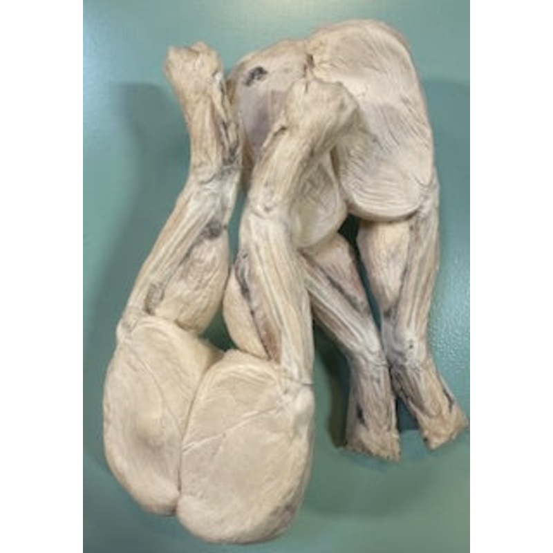 Frog Legs – Freeze Dried Treats for Dogs & Cats