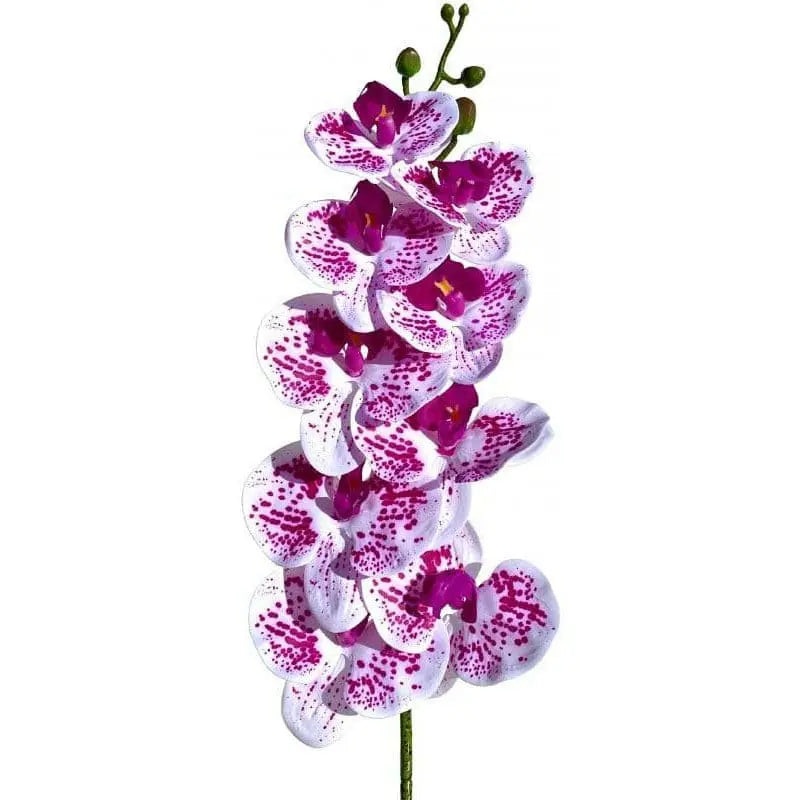 Lugarti’s Moth Orchids Reptile Dcor