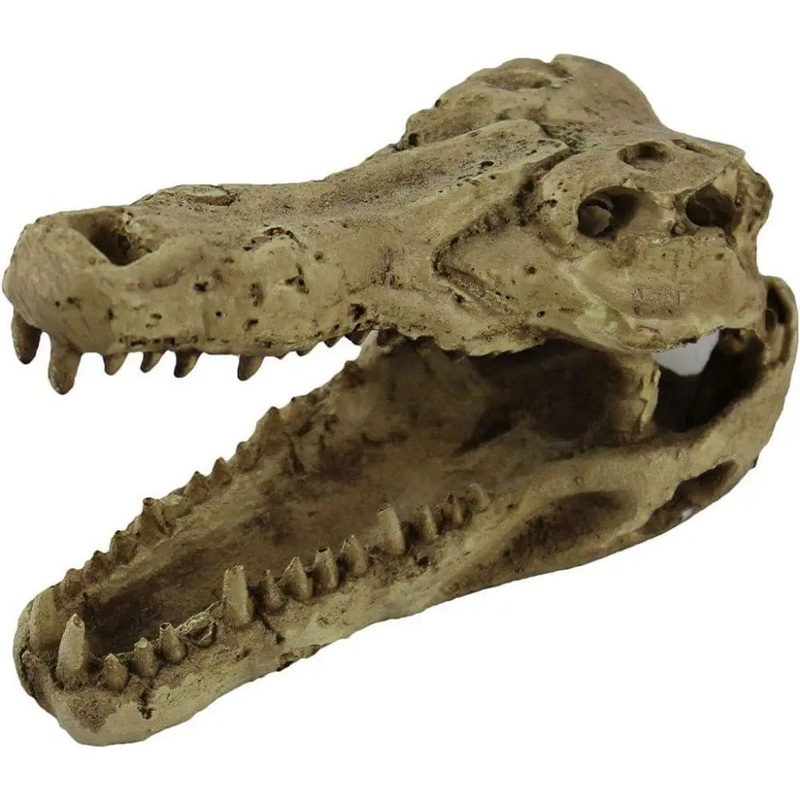 Pangea Crocodile Skull