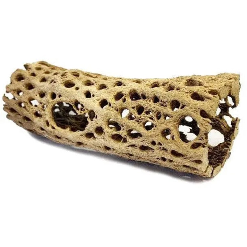 Lugartis Cholla Cactus Wood|XSmall|Small|Medium|Large