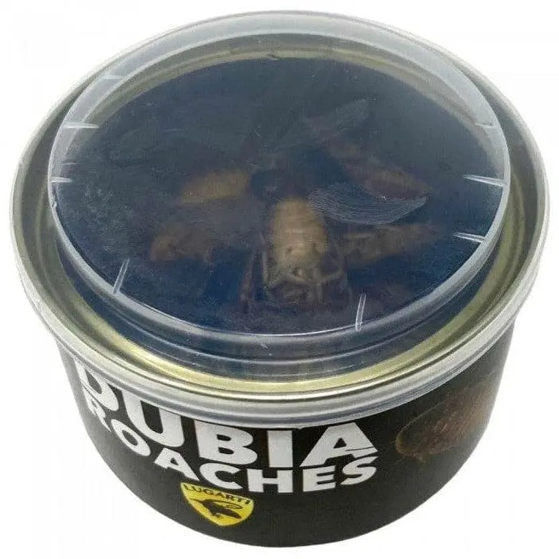 Canned Reptile Food Dubia Roaches