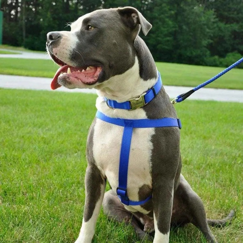 Comfort Wrap Adjustable Nylon Dog Harness