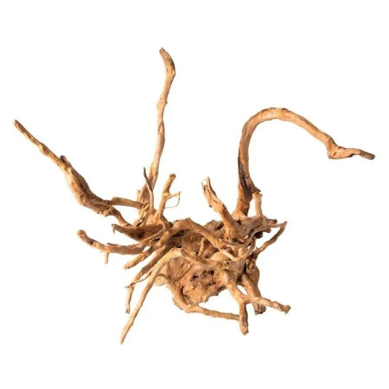 Galapagos Spider Wood root Brown 12 In – 24 in