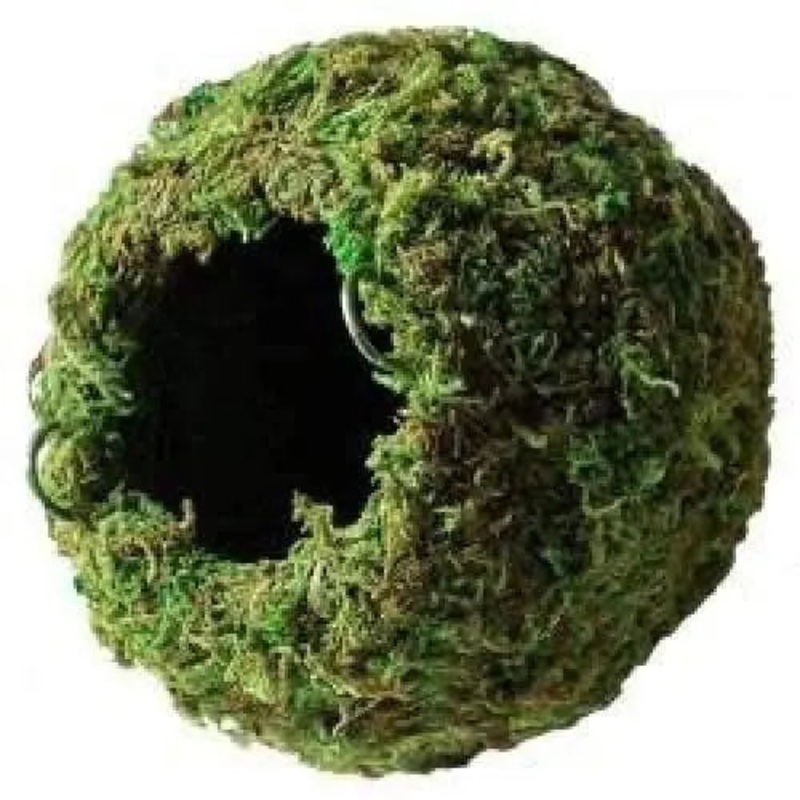 Galapagos Mossy Cave Fresh Green Terrarium Hideaway