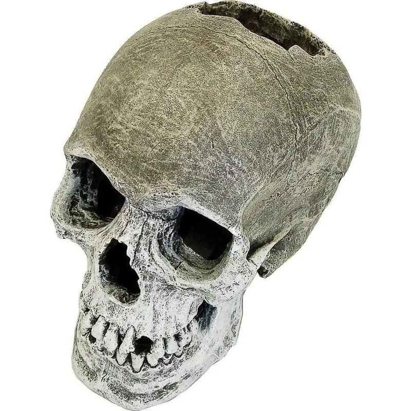 Exotic Environments Life-like Human Skull