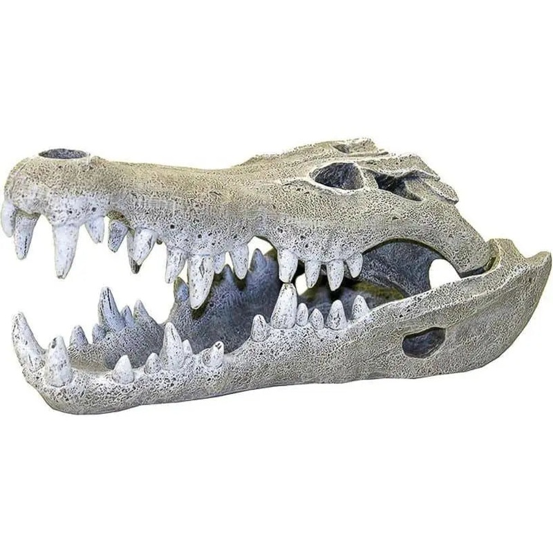 Exotic Environments Nile Crocodile Skull