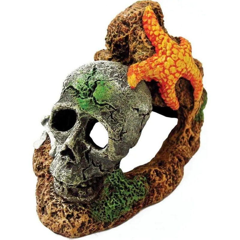 Exotic Environments Skull With Starfish
