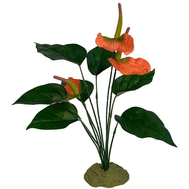 Komodo Anthurium Bush w/ Gravel