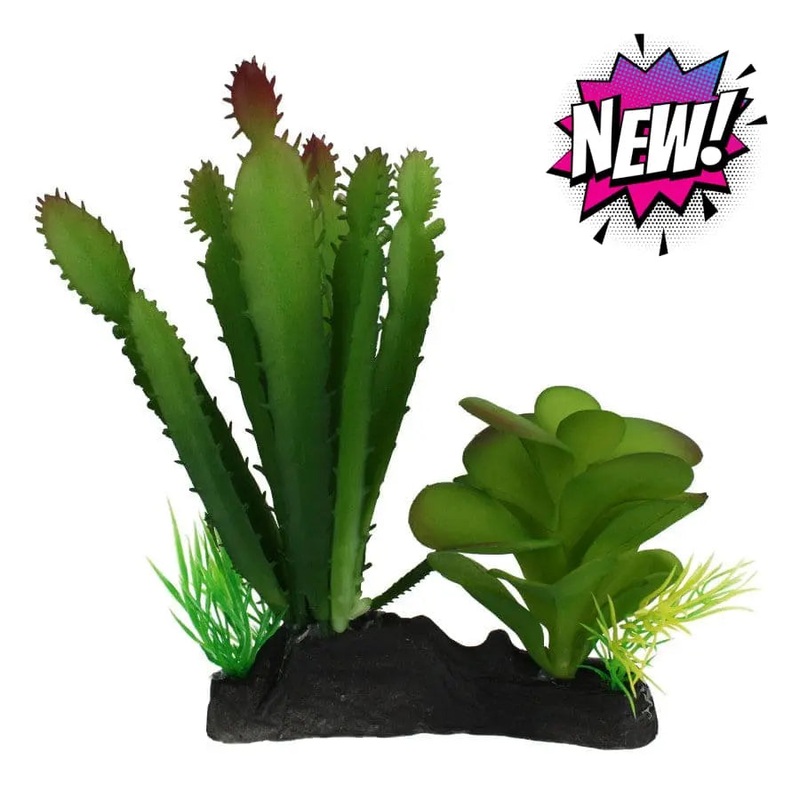Komodo Cactus & Succulent Plant