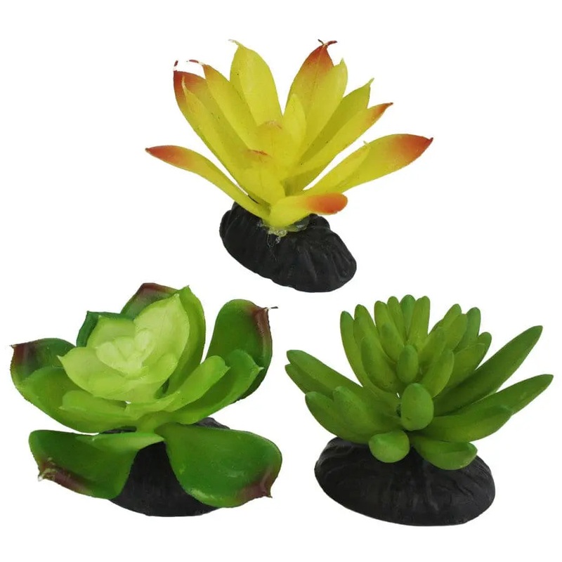 Komodo Desert Succulent Plant 3 pk