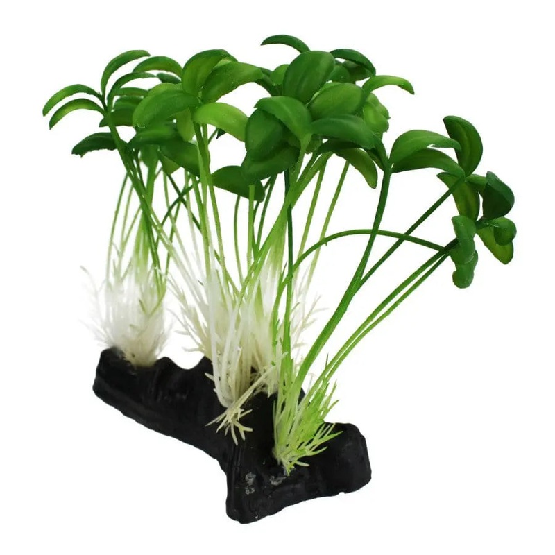 Komodo Sprout Plant