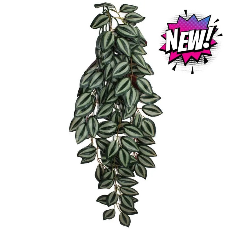 Komodo Zebrina Hanging Plant|16in|26in