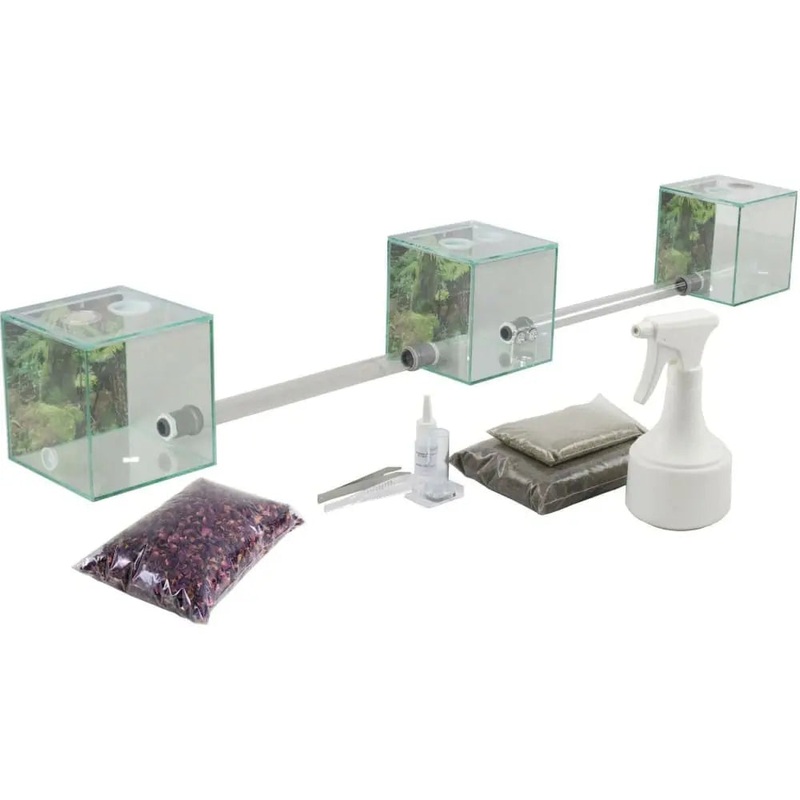 ANTCUBE  Starter set for leaf cutter ants  small