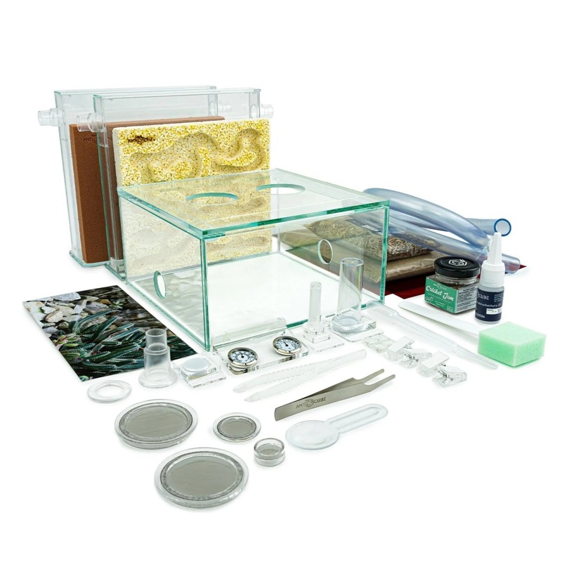 ANTCUBE Starter Set for Harvester Ants  L  Popcorn