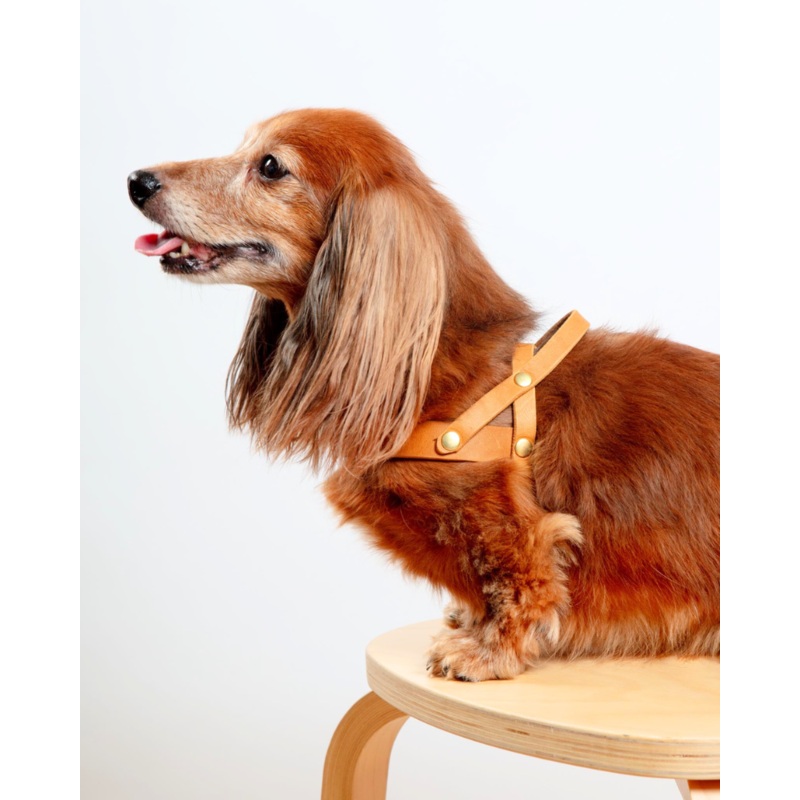 Butter Leather Dog Harness in Sahara Cognac (Made in Austria)