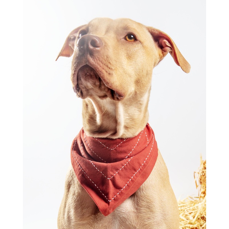 Arrow Dog Bandana in Rust|Small|Medium|Large