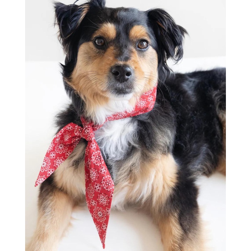 Classic Red Necktie for Dogs (Made in the USA)