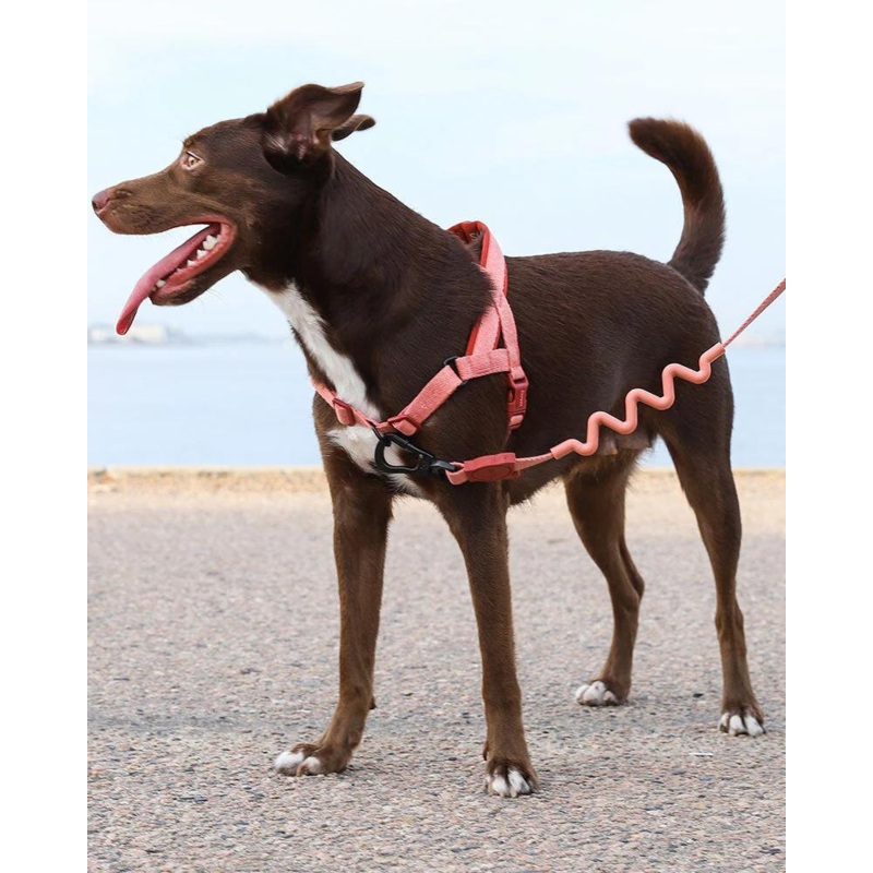 SofterWalk No-Pull Dog Harness in Canyon (FINAL SALE)