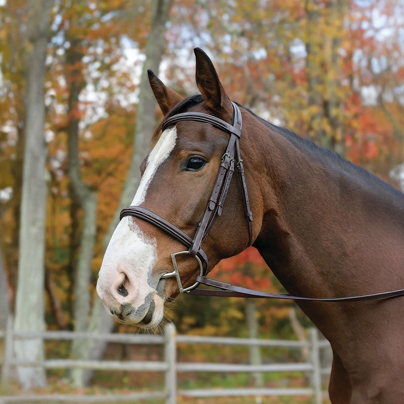 Avignon Nashville Bridle|Havana|Pony|Cob|Full|Oversize